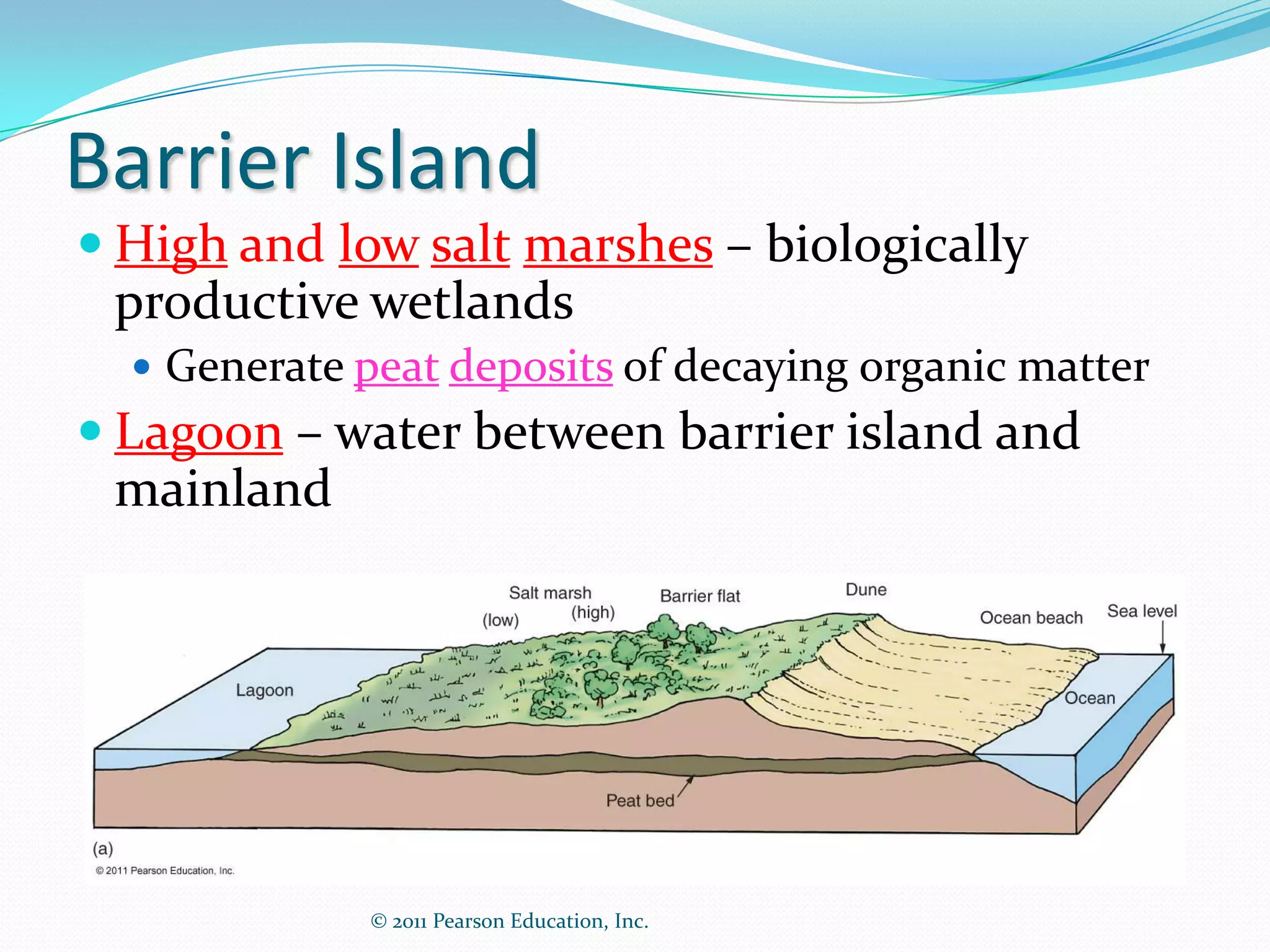 Barrier Island
 High and low salt marshes – biologically
 productive wetlands
   Generate peat deposits of decaying organic matter
 Lagoon – water between barrier island and
 mainland




             © 2011 Pearson Education, Inc.
 