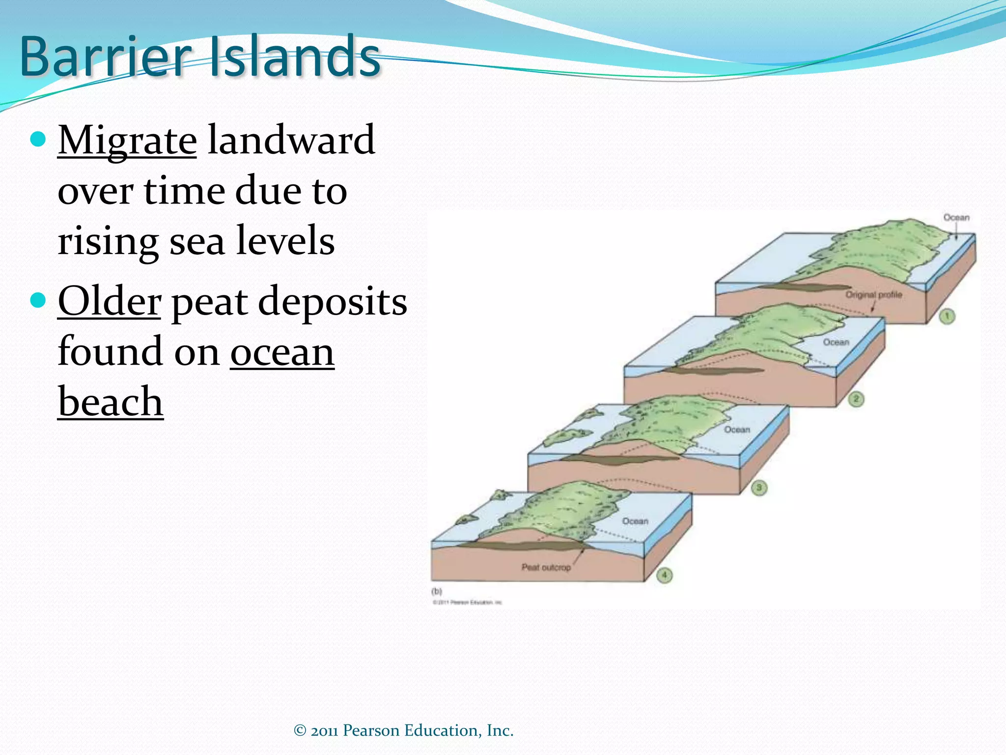 Barrier Islands
 Migrate landward
  over time due to
  rising sea levels
 Older peat deposits
  found on ocean
  beach




              © 2011 Pearson Education, Inc.
 