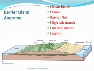 Ocean beach
Barrier Island                           Dunes
Anatomy                                  Barrier flat
                                         High salt marsh
                                         Low salt marsh
                                         Lagoon




            © 2011 Pearson Education, Inc.
 