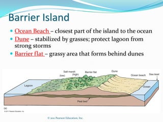 Barrier Island
 Ocean Beach – closest part of the island to the ocean
 Dune – stabilized by grasses; protect lagoon from
  strong storms
 Barrier flat – grassy area that forms behind dunes




              © 2011 Pearson Education, Inc.
 