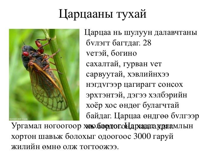 Shorgoolj tsartsaa 2