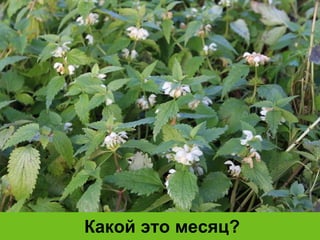 Какой это месяц? 