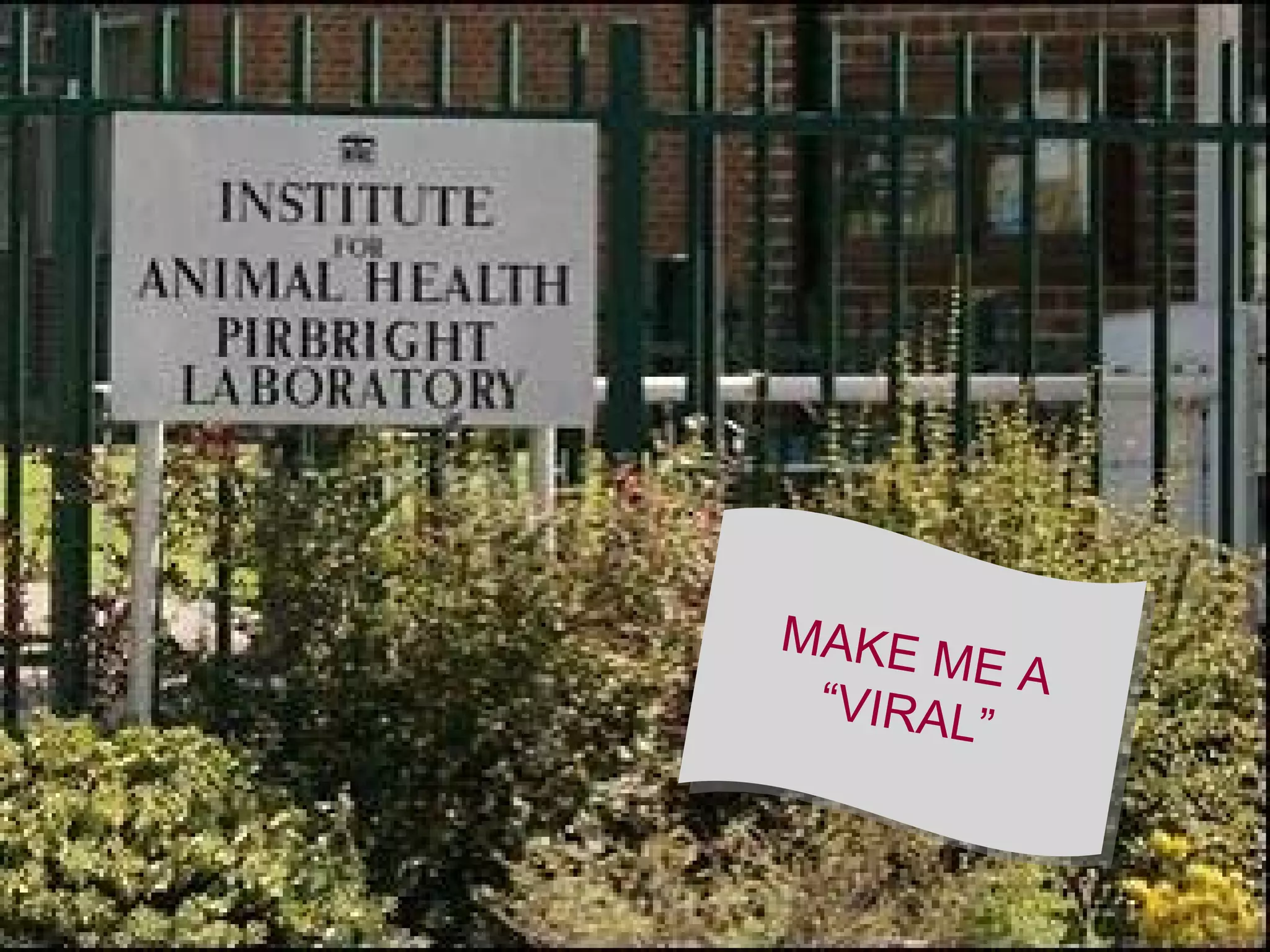 MAKE ME A “VIRAL”