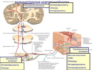 ФАРМАКОТЕРАПИЯ НЕВРОГЕННОЙ БОЛИ
ФАРМАКОТЕРАПИЯ НЕВРОГЕННОЙ БОЛИ
Антиконвульсанты

ЦНС

Нисходящая регуляция

Опиоиды
Антидепрессанты

Нисходящая регуляция

Тебантин
Опиоиды(морфин)
Трициклические/СИОЗC антидепрессанты
(Рексетин)
Центральная активация

Тебантин
Опиоиды(морфин)

ПНС

Трициклические/СИОЗС антидепрессанты
Периферическая
активация

(Рексетин)

Тебантин

Периферическая
активация

Местные анестетики(лидокаин)
Центральная
активация

Антиконвульсанты
Опиоиды

Местные анестетики

НПВС(диклофенак, индометацин,кетонал)

НПВС

Трициклические антидепрессанты

Опиоиды

(амитриптиллин)
Опиоиды (морфин)

Антидепрессанты
Антиконвульсанты

 