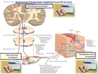 ФАРМАКОТЕРАПИЯ НЕВРОГЕННОЙ БОЛИ
ФАРМАКОТЕРАПИЯ НЕВРОГЕННОЙ БОЛИ
ЦНС

Нисходящая регуляция

Нисходящая регуляция

Тебантин
Опиоиды(морфин)
Трициклические/СИОЗC антидепрессанты
(Рексетин)
Центральная активация

Тебантин
Опиоиды(морфин)

ПНС

Трициклические/СИОЗС антидепрессанты
Периферическая
активация
Центральная
активация

(Рексетин)

Тебантин
Местные анестетики(лидокаин)
НПВС(диклофенак, индометацин,кетонал)
Трициклические антидепрессанты

(амитриптиллин)
Опиоиды (морфин)

Периферическая
активация

 