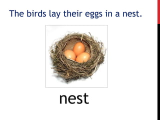nest
The birds lay their eggs in a nest.
 