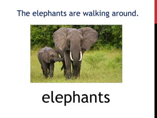 The elephants are walking around.
elephants
 