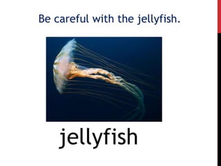 Be careful with the jellyfish.
jellyfish
 