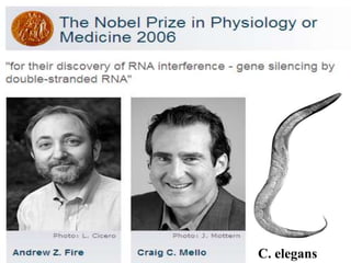 C. elegans
 