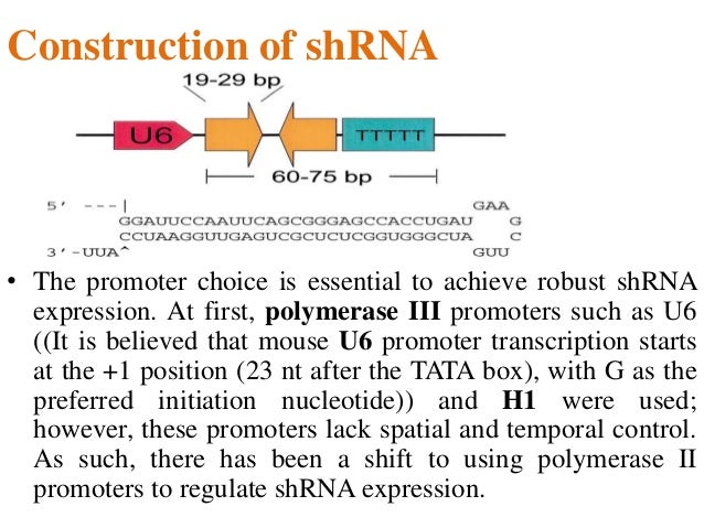 hairpin rna