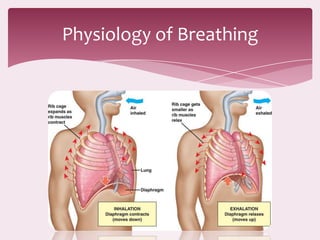 Physiology of Breathing
 