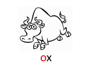 ox
 