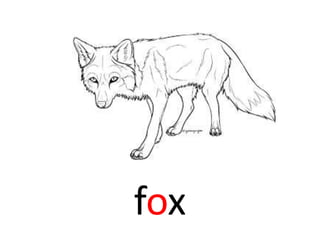 fox
 