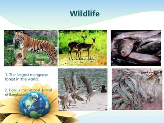 Wildlife
1. The largest mangrove
forest in the world.
2. Tiger is the national animal
of Bangladesh.
 