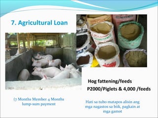 7. Agricultural Loan

Hog fattening/feeds
P2000/Piglets & 4,000 /feeds
(7 Months Member 4 Months
lump-sum payment

Hati sa tubo matapos alisin ang
mga nagastos sa biik, pagkain at
mga gamot

 