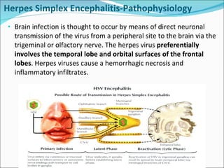 Herpes Simplex Encephalitis-Pathophysiology Brain infection is thought to occur by means of direct neuronal transmission of the virus from a peripheral site to the brain via the trigeminal or olfactory nerve. The herpes virus  preferentially involves the temporal lobe and orbital surfaces of the frontal lobes . Herpes viruses cause a hemorrhagic necrosis and inflammatory infiltrates.  