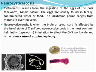 Cysticercosis results from the ingestion of the eggs of the pork tapeworm,  Taenia solium . The eggs are usually found in fecally-contaminated water or food. The incubation period ranges from months to over ten years.  Neurocysticercosis, is when the brain or spinal cord  is affected by the larval stage of  T. solium  , neurocysticercosis is the most common helminthic (tapeworm) infestation to affect the CNS worldwide and is the  prime cause of acquired epilepsy .  Neurocysticercosis 