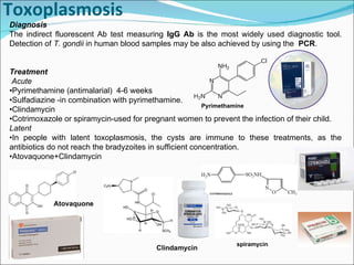 Toxoplasmosis Diagnosis The indirect fluorescent Ab test measuring  IgG Ab  is the most widely used diagnostic tool. Detection of  T. gondii  in human blood samples may be also achieved by using the  PCR . Treatment Acute • Pyrimethamine (antimalarial)  4-6 weeks • Sulfadiazine -in combination with pyrimethamine. • Clindamycin  • Cotrimoxazole or spiramycin-used for pregnant women to prevent the infection of their child. Latent • In people with latent toxoplasmosis, the cysts are immune to these treatments, as the antibiotics do not reach the bradyzoites in sufficient concentration. • Atovaquone+Clindamycin Pyrimethamine spiramycin Atovaquone Clindamycin 
