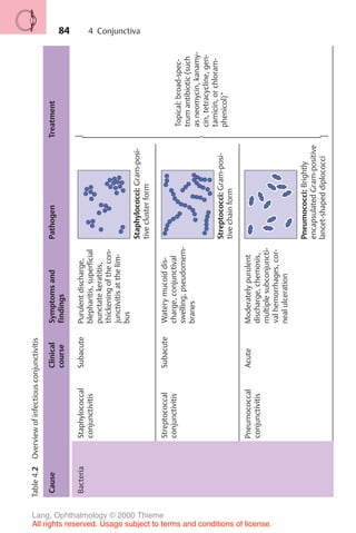 84
Table
4.2
Overview
of
infectious
conjunctivitis
Cause
Clinical
course
Symptoms
and
findings
Pathogen
Treatment
Bacteria
Staphylococcal
conjunctivitis
Subacute
Purulent
discharge,
blepharitis,
superficial
punctate
keratitis,
thickening
of
the
con-
junctivitis
at
the
lim-
bus
Staphylococci:
Gram-posi-
tive
cluster
form
Streptococcal
conjunctivitis
Subacute
Watery
mucoid
dis-
charge,
conjunctival
swelling,
pseudomem-
branes
Streptococci:
Gram-posi-
tive
chain
form
Topical:
broad-spec-
trum
antibiotic
(such
as
neomycin,
kanamy-
cin,
tetracycline,
gen-
tamicin,
or
chloram-
phenicol)*
Pneumococcal
conjunctivitis
Acute
Moderately
purulent
discharge,
chemosis,
multiple
subconjuncti-
val
hemorrhages,
cor-
neal
ulceration
Pneumococci:
Brightly
encapsulated
Gram-positive
lancet-shaped
diplococci





































4 Conjunctiva
Lang, Ophthalmology © 2000 Thieme
All rights reserved. Usage subject to terms and conditions of license.
 