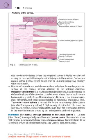 118
Anatomy of the cornea.
Fig. 5.1 See discussion in text.
tion need only be feared where the recipient’s cornea is highly vascularized
as may be the case following chemical injury or inflammation. Such cases
require either a tissue-typed donor graft or immunosuppressive therapy
with cyclosporin.
❖ Descemet’s membrane and the corneal endothelium lie on the posterior
surface of the corneal stroma adjacent to the anterior chamber.
Descemet’s membrane is a relatively strong membrane. It will continue to
define the shape of the anterior chamber even where the corneal stroma
has completely melted (see Descemetocele). Because it is a genuine base-
ment membrane, lost tissue is regenerated by functional endothelial cells.
The corneal endothelium is responsible for the transparency of the cornea
(see also Transparency below). A high density of epithelial cells is neces-
sary to achieve this. The corneal endothelium does not regenerate; defects
in the endothelium are closed by cell enlargement and cell migration.
Diameter: The normal average diameter of the adult cornea is 11.5 mm
(10–13 mm). A congenitally small cornea (microcornea, diameter less than
10.0 mm) or a congenitally large cornea (megalocornea, diameter from 13 to
15 mm) is always an abnormal finding (see Corneal Size Anomalies).
5 Cornea
Lang, Ophthalmology © 2000 Thieme
All rights reserved. Usage subject to terms and conditions of license.
 