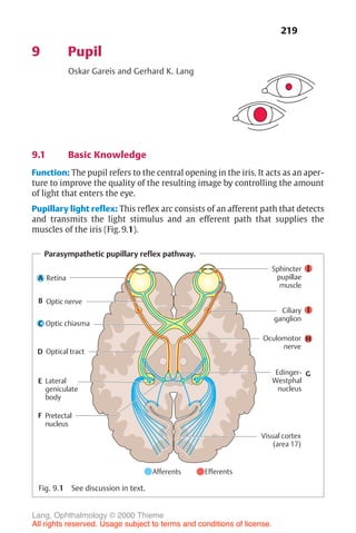 219
9 Pupil
Oskar Gareis and Gerhard K. Lang
9.1 Basic Knowledge
Function: The pupil refers to the central opening in the iris. It acts as an aper-
ture to improve the quality of the resulting image by controlling the amount
of light that enters the eye.
Pupillary light reflex: This reflex arc consists of an afferent path that detects
and transmits the light stimulus and an efferent path that supplies the
muscles of the iris (Fig. 9.1).
Parasympathetic pupillary reflex pathway.
Sphincter
pupillae
muscle
Optic chiasma
Optical tract
Lateral
geniculate
body
Pretectal
nucleus
Retina
Ciliary
ganglion
Oculomotor
nerve
Edinger-
Westphal
nucleus
Optic nerve
Visual cortex
(area 17)
Afferents Efferents
A
I
C
D
E
F
B
J
H
G
Fig. 9.1 See discussion in text.
Lang, Ophthalmology © 2000 Thieme
All rights reserved. Usage subject to terms and conditions of license.
 