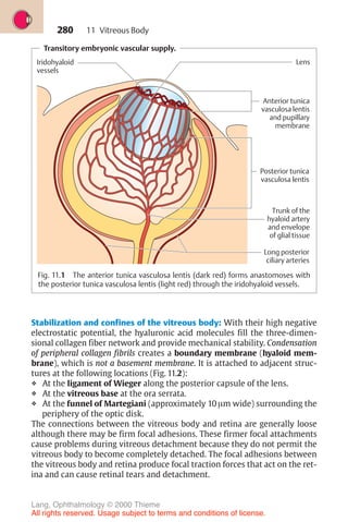 280
Transitory embryonic vascular supply.
Lens
Iridohyaloid
vessels
Anterior tunica
vasculosa lentis
and pupillary
membrane
Posterior tunica
vasculosa lentis
Trunk of the
hyaloid artery
and envelope
of glial tissue
Long posterior
ciliary arteries
Fig. 11.1 The anterior tunica vasculosa lentis (dark red) forms anastomoses with
the posterior tunica vasculosa lentis (light red) through the iridohyaloid vessels.
Stabilization and confines of the vitreous body: With their high negative
electrostatic potential, the hyaluronic acid molecules fill the three-dimen-
sional collagen fiber network and provide mechanical stability. Condensation
of peripheral collagen fibrils creates a boundary membrane (hyaloid mem-
brane), which is not a basement membrane. It is attached to adjacent struc-
tures at the following locations (Fig. 11.2):
❖ At the ligament of Wieger along the posterior capsule of the lens.
❖ At the vitreous base at the ora serrata.
❖ At the funnel of Martegiani (approximately 10 µm wide) surrounding the
periphery of the optic disk.
The connections between the vitreous body and retina are generally loose
although there may be firm focal adhesions. These firmer focal attachments
cause problems during vitreous detachment because they do not permit the
vitreous body to become completely detached. The focal adhesions between
the vitreous body and retina produce focal traction forces that act on the ret-
ina and can cause retinal tears and detachment.
11 Vitreous Body
Lang, Ophthalmology © 2000 Thieme
All rights reserved. Usage subject to terms and conditions of license.
 