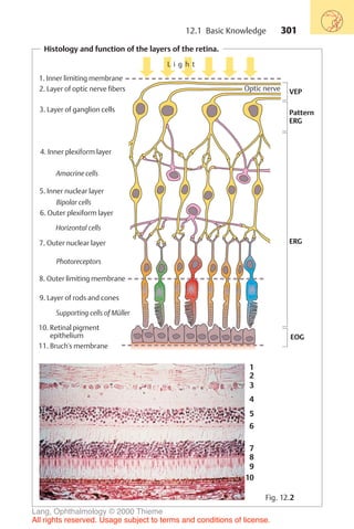 301
Histology and function of the layers of the retina.
Fig. 12.2
L i g h t
VEP
Optic nerve
Pattern
ERG
ERG
EOG
1. Inner limiting membrane
2. Layer of optic nerve fibers
3. Layer of ganglion cells
4. Inner plexiform layer
5. Inner nuclear layer
6. Outer plexiform layer
7. Outer nuclear layer
8. Outer limiting membrane
9. Layer of rods and cones
10. Retinal pigment
epithelium
11. Bruch's membrane
Amacrine cells
Bipolar cells
Horizontal cells
Photoreceptors
Supporting cells of Müller
1
2
3
4
5
6
7
8
9
10
12.1 Basic Knowledge
Lang, Ophthalmology © 2000 Thieme
All rights reserved. Usage subject to terms and conditions of license.
 