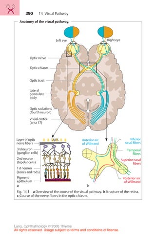 390
Anatomy of the visual pathway.
Layer of optic
nerve fibers
Optic chiasm
Optic tract
Lateral
geniculate
body
Optic nerve
Visual cortex
(area 17)
Left eye Right eye
Optic radiations
(fourth neuron)
Temporal
fibers
Superior nasal
fibers
Inferior
nasal fibers
Anterior arc
of Wilbrand
Posterior arc
of Wilbrand
b
Light
Pigment
epithelium
a
1st neuron
(cones and rods)
2nd neuron
(bipolar cells)
3rd neuron
(ganglion cells)
Fig. 14.1 a Overview of the course of the visual pathway. b Structure of the retina.
c Course of the nerve fibers in the optic chiasm.
14 Visual Pathway
Lang, Ophthalmology © 2000 Thieme
All rights reserved. Usage subject to terms and conditions of license.
 