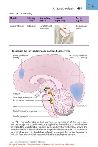 463
Table 17.1 (Continued)
Muscle Primary
action
Secondary
action
Example
(right eye)
Nerve
supply
Inferior oblique Extorsion Elevation and
abduction
Oculomotor
nerve
Location of the extraocular muscle nuclei and gaze centers.
Frontal gaze center
(area 8)
Vertical eye movement
Occipital gaze center
(areas 17, 18, and 19)
III
IV
VI
RIMLF
PPRF
Horizontal eye movement
Midbrain
Pons
Medulla oblongata
Cerebellum
Medial longitudinal fasciculus
Fig. 17.2 The oculomotor or third cranial nerve supplies all of the extraocular
muscles except the superior oblique (supplied by the trochlear or fourth cranial
nerve) and the lateral rectus (supplied by the abducent or sixth cranial nerve). The
rostral interstitial nucleus of the medial longitudinal fasciculus (RIMLF) is responsible
for vertical eye movement and phases of rapid nystagmus. The paramedian pontine
reticular formation (PPRF) is responsible for horizontal eye movement.
17.1 Basic Knowledge
Lang, Ophthalmology © 2000 Thieme
All rights reserved. Usage subject to terms and conditions of license.
 