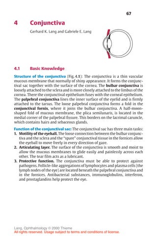 67
4 Conjunctiva
Gerhard K. Lang and Gabriele E. Lang
4.1 Basic Knowledge
Structure of the conjunctiva (Fig. 4.1): The conjunctiva is a thin vascular
mucous membrane that normally of shiny appearance. It forms the conjunc-
tival sac together with the surface of the cornea. The bulbar conjunctiva is
loosely attached to the sclera and is more closely attached to the limbus of the
cornea. There the conjunctival epithelium fuses with the corneal epithelium.
The palpebral conjunctiva lines the inner surface of the eyelid and is firmly
attached to the tarsus. The loose palpebral conjunctiva forms a fold in the
conjunctival fornix, where it joins the bulbar conjunctiva. A half-moon-
shaped fold of mucous membrane, the plica semilunaris, is located in the
medial corner of the palpebral fissure. This borders on the lacrimal caruncle,
which contains hairs and sebaceous glands.
Function of the conjunctival sac: The conjunctival sac has three main tasks:
1. Motility of the eyeball. The loose connection between the bulbar conjunc-
tiva and the sclera and the “spare” conjunctival tissue in the fornices allow
the eyeball to move freely in every direction of gaze.
2. Articulating layer. The surface of the conjunctiva is smooth and moist to
allow the mucous membranes to glide easily and painlessly across each
other. The tear film acts as a lubricant.
3. Protective function. The conjunctiva must be able to protect against
pathogens. Follicle-like aggregations of lymphocytes and plasma cells (the
lymph nodes of the eye) are located beneath the palpebral conjunctiva and
in the fornices. Antibacterial substances, immunoglobulins, interferon,
and prostaglandins help protect the eye.
Lang, Ophthalmology © 2000 Thieme
All rights reserved. Usage subject to terms and conditions of license.
 