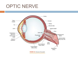 OPTIC NERVE
 