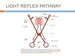 LIGHT REFLEX PATHWAY
 