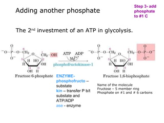 Short version glycolysis | PPT