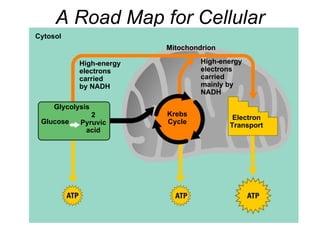 A Road Map for Cellular Respiration Cytosol Mitochondrion High-energy electrons carried by NADH High-energy electrons carried mainly by NADH Glycolysis Glucose 2 Pyruvic acid Krebs Cycle Electron Transport 