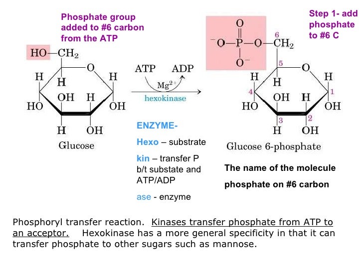 Short version glycolysis