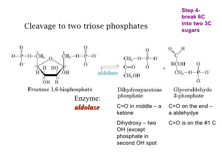 Short version glycolysis