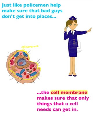 Just like policemen help
make sure that bad guys
don't get into places...

...the cell membrane
makes sure that only
things that a cell
needs can get in.

 