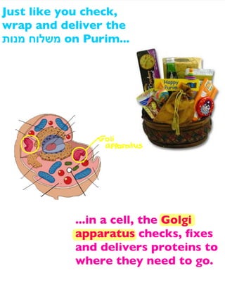 Just like you check,
wrap and deliver the
‫ משלוח מנות‬on Purim...

...in a cell, the Golgi
apparatus checks, ﬁxes
and delivers proteins to
where they need to go.

 