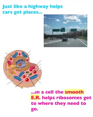Just like a highway helps
cars get places...

...in a cell the smooth
E.R. helps ribosomes get
to where they need to
go.

 