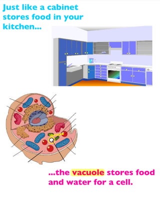 Just like a cabinet
stores food in your
kitchen...

...the vacuole stores food
and water for a cell.

 