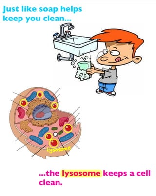 Just like soap helps
keep you clean...

...the lysosome keeps a cell
clean.

 