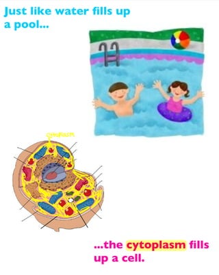 Just like water ﬁlls up
a pool...

...the cytoplasm ﬁlls
up a cell.

 