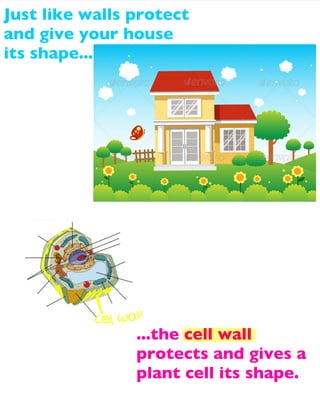 Just like walls protect
and give your house
its shape...

...the cell wall
protects and gives a
plant cell its shape.

 