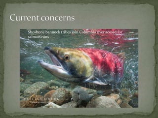 Shoshone bannock tribes join Columbia river accord for
salmon runs
 