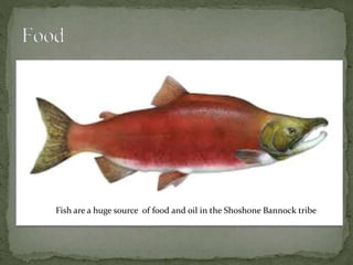 Fish are a huge source of food and oil in the Shoshone Bannock tribe
 