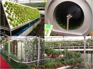 Shouguang 2010   soilless production systems