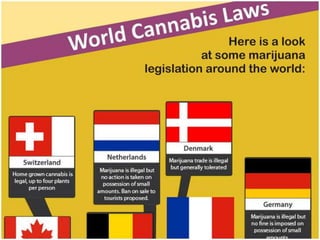 Should Marijuana Be Legalized?