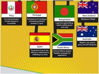 Should Marijuana Be Legalized?