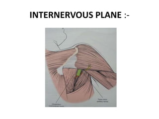 INTERNERVOUS PLANE :-
 
