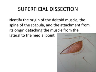 SUPERFICIAL DISSECTION
Identify the origin of the deltoid muscle, the
spine of the scapula, and the attachment from
its origin detaching the muscle from the
lateral to the medial point
 